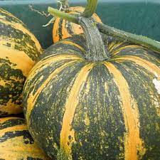 Green Orange Lady Godiva Pumpkin Seeds for Planting