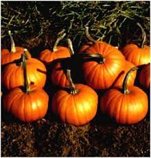 Pumpkin Almond Baby Bear F1 Organic Vegetable Seeds  for Planting