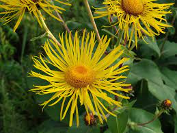 Enula Asteraceae blomsterfrø til plantning - 100 stk