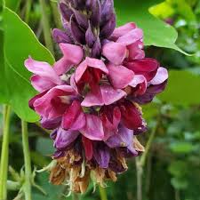 Japanese Kudzu Pueraria Lobata Seeds for Planting – Heirloom, Non-GMO Garden Selection