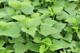 Sweet Potato Seeds for Planting, Green, 100 pcs