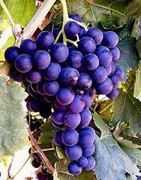 Grape Tree Seeds for Planting – Cultivate Your Own Vines, Heirloom & Non-GMO, High Germination Seeds