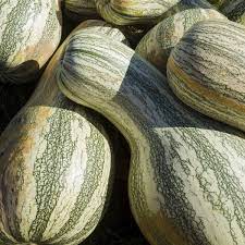 Cushaw Pumpkin Vegetable Seeds for Planting – Heirloom, Non-GMO, High Germination Organic Seeds