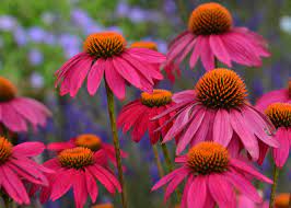 Echinacea PowWow Wild Berry Coneflower Seeds for Planting - Heirloom & Non-GMO Garden seeds