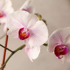 Baby Pink Phalaenopsis Orchid Flower Seeds for Planting, 100 pcs