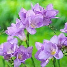 Blue Freesia Flower Seeds for Planting, 100 pcs