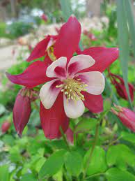 White Red Aquilegia Flower Seeds for Planting - 100 pcs