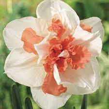White Double Mixed Petals Narcissus Daffodil Flower Seeds for Planting – Heirloom, Non-GMO