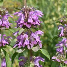 Bee Balm - Lemon Bergamot Monarda citriodora Flower Seeds for Planting - NON GMO Seeds