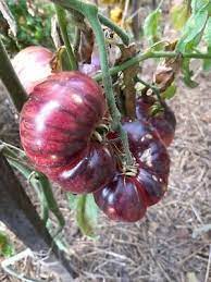 Brune kæmpe tomatfrø til udplantning, 100 stk