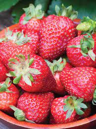 Strawberry Seascape Fruit Seeds for Planting – Juicy, Sweet, Heirloom, High Germination, Non-GMO Organic Garden Seeds