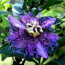 Violet Passiflora Flower Seeds for Planting - 100 pcs