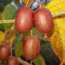 Scarlet Kiwi Fruit Seeds for Planting – Exotic Red-Fleshed Kiwi, Berry-Like Taste, Heirloom Seeds