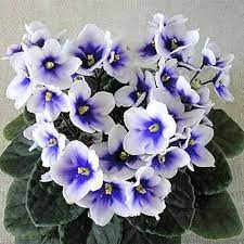 African Violet Flower Seeds for Planting-Heirloom & Non-GMO Seeds for planting