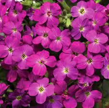 Pink Rock Cress Flower Seeds for Planting, 100 pcs