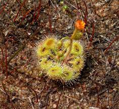 Drosera Glanduligera (Pimpernel Sundew) Plantefrø til plantning - 100 stk.