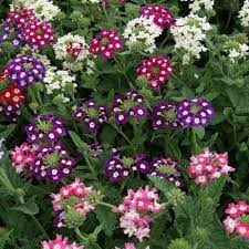 Vervain Flower Seeds for Planting, Fresh, 100 pcs