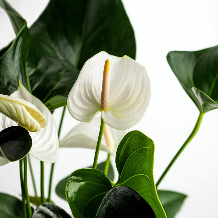 Heirloom Non-GMO Anthurium Andraeanum White Flower Seeds for Planting – Exotic Anthurium Seeds