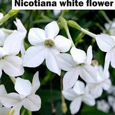 White Tobacco Jasmine Nicotiana Alata Flower Seeds for Planting – Heirloom, Non-GMO Garden Seeds