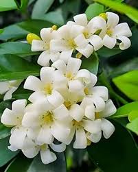 Orange Jasmine Murraya Paniculata Flower Seeds for Planting – Heirloom, Non-GMO Fragrant Seeds