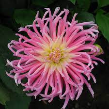 Star's Favourite Cactus Dahlia flower seeds for planting – Heirloom and Non-GMO garden seeds