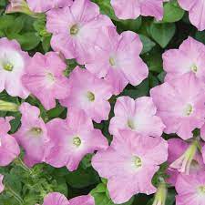 Petunia Flower Seeds for Planting Light Pink 100 pcs