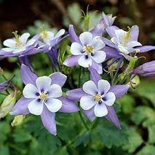 Light Blue White Aquilegia Flower Seeds for Planting - 100 pcs