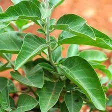 Ashwagandha (Withania somnifera) or Withania Herb Seeds – Heirloom & Non-GMO Seeds for planting