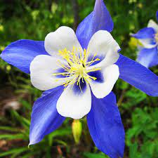 Lilla Hvid Aquilegia Blomsterfrø til Plantning 100 stk