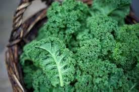 Kale Curled Seeds for Planting – Heirloom, High-Yield, Cold-Hardy Vegetable Seeds
