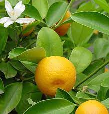 Calamondin Miniature Citrus Plantefrø - Perfekt til beholdere og små haver 100 stk