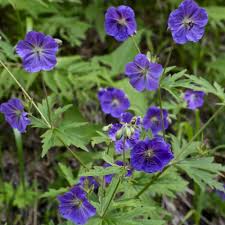 Dark Blue Geranium Flower Seeds for Planting - 100 pcs