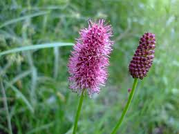 Pink Alaskan Burnet Plant Seeds for Planting - 100 pcs