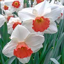 White Orange Double Petal Narcissus Seeds for Planting - 100 pcs