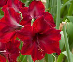 Petunia Flower Seeds for Planting Red 100 pcs