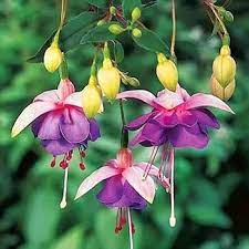 Flerfarvede Fuchsia blomsterfrø til plantning 100 stk