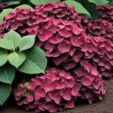 Hydrangea Flower Seeds for Planting, Burgundy, 100 pcs