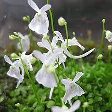 Utricularia Sandersonii Flower Seeds for Planting – Heirloom, Non-GMO, High Germination Carnivorous Plant for Unique Indoor Gardens