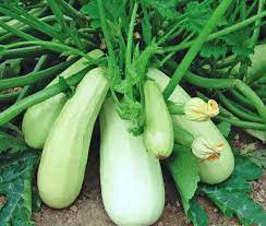 Aspirant White Bush Zucchini Squash Seeds for Planting – Heirloom and Non-GMO Garden Seeds