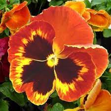 Yellow Red Pansy Flower Seeds for Planting 100 pcs