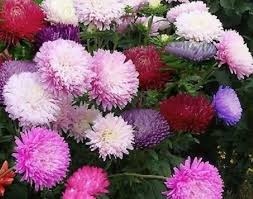 Mixed Aster Flower Seeds for Planting, 100 pcs