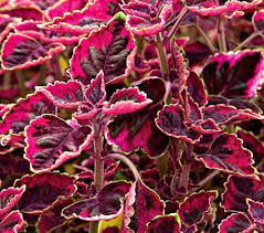 Trailing Plum Coleus Coleus Plant Seeds for Garden Planting – Heirloom & Non-GMO seeds