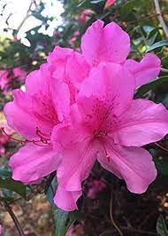 Pink Rhododendron Flower Seeds - 100 pcs