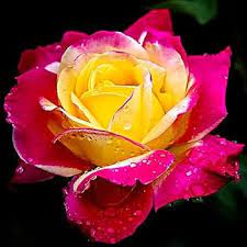 Yellow Pink Rose Flower Seeds for Planting - Heirloom, NON-GMO Seeds - Easy to Grow Garden Blooms