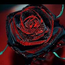 Black and Red Rose Flower Seeds for Planting 100 pcs