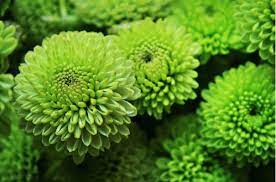 Light Green Aster Flower Seeds for Planting - 100 pcs