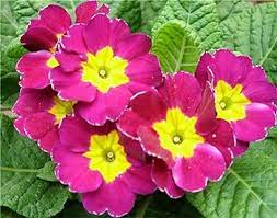 Dark Pink Primula Flower Seeds for Planting 100 pcs