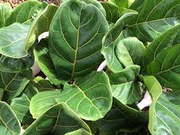 Green Ficus Lyrata Tree Seeds for Planting - 100 pcs