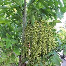 Fishtail Palm (Caryota Mitis) Seeds – Heirloom Non-GMO Seeds for Tropical & Indoor Planting