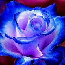 Pink Blue Rose Flower Seeds for Planting - 100 pcs